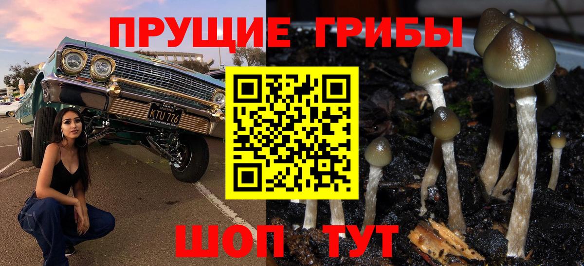 Галлюциногенные грибы мицелий  Красноуфимск  Галлюциногенные грибы Psilocybe 